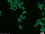 RPL11 Antibody in Immunocytochemistry (ICC/IF)