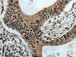 DPY30 Antibody in Immunohistochemistry (Paraffin) (IHC (P))