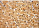 GNPNAT1 Antibody in Immunohistochemistry (Paraffin) (IHC (P))