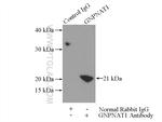 GNPNAT1 Antibody in Immunoprecipitation (IP)