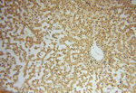 LENG9 Antibody in Immunohistochemistry (Paraffin) (IHC (P))