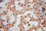 LENG9 Antibody in Immunohistochemistry (Paraffin) (IHC (P))