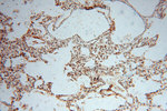 LENG9 Antibody in Immunohistochemistry (Paraffin) (IHC (P))