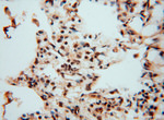 LENG9 Antibody in Immunohistochemistry (Paraffin) (IHC (P))