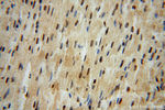 LENG9 Antibody in Immunohistochemistry (Paraffin) (IHC (P))