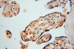 LENG9 Antibody in Immunohistochemistry (Paraffin) (IHC (P))