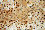 LENG9 Antibody in Immunohistochemistry (Paraffin) (IHC (P))