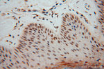 LENG9 Antibody in Immunohistochemistry (Paraffin) (IHC (P))