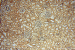 LENG9 Antibody in Immunohistochemistry (Paraffin) (IHC (P))