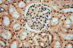 LENG9 Antibody in Immunohistochemistry (Paraffin) (IHC (P))