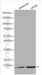 ATP5L Antibody in Western Blot (WB)