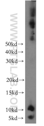 ATP5L Antibody in Western Blot (WB)