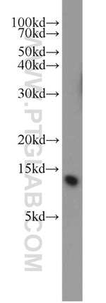 ATP5L Antibody in Western Blot (WB)