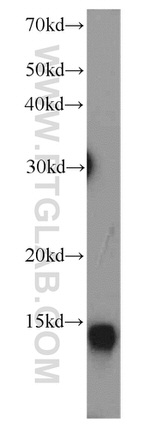 ATP5L Antibody in Western Blot (WB)