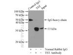 TST Antibody in Immunoprecipitation (IP)