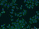 FN3KRP Antibody in Immunocytochemistry (ICC/IF)