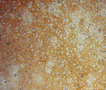 FN3KRP Antibody in Immunohistochemistry (Paraffin) (IHC (P))