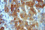 dGK Antibody in Immunohistochemistry (Paraffin) (IHC (P))