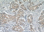 BACE2 Antibody in Immunohistochemistry (Paraffin) (IHC (P))