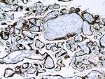 Placental lactogen Antibody in Immunohistochemistry (Paraffin) (IHC (P))