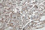 Placental lactogen Antibody in Immunohistochemistry (Paraffin) (IHC (P))