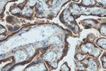 Placental lactogen Antibody in Immunohistochemistry (Paraffin) (IHC (P))