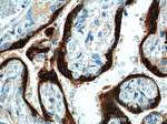 Placental lactogen Antibody in Immunohistochemistry (Paraffin) (IHC (P))