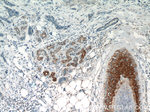 GUSB Antibody in Immunohistochemistry (Paraffin) (IHC (P))