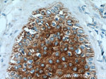 GUSB Antibody in Immunohistochemistry (Paraffin) (IHC (P))