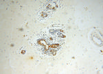 GUSB Antibody in Immunohistochemistry (Paraffin) (IHC (P))