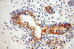 GUSB Antibody in Immunohistochemistry (Paraffin) (IHC (P))