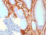 Decorin Antibody in Immunohistochemistry (Paraffin) (IHC (P))