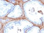 Decorin/PGS2 Antibody in Immunohistochemistry (Paraffin) (IHC (P))