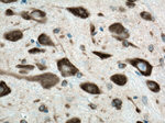 FARSB Antibody in Immunohistochemistry (Paraffin) (IHC (P))