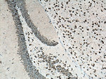 FARSB Antibody in Immunohistochemistry (Paraffin) (IHC (P))