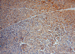 FARSB Antibody in Immunohistochemistry (Paraffin) (IHC (P))