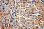 FARSB Antibody in Immunohistochemistry (Paraffin) (IHC (P))