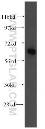 FARSB Antibody in Western Blot (WB)