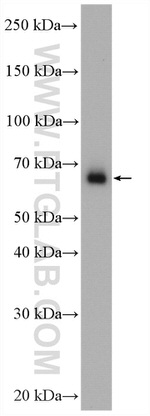 FARSB Antibody in Western Blot (WB)