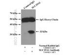 SLC35A1 Antibody in Immunoprecipitation (IP)