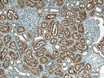 SLC3A1 Antibody in Immunohistochemistry (Paraffin) (IHC (P))