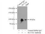 SLC3A1 Antibody in Immunoprecipitation (IP)