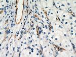 AGER Antibody in Immunohistochemistry (Paraffin) (IHC (P))