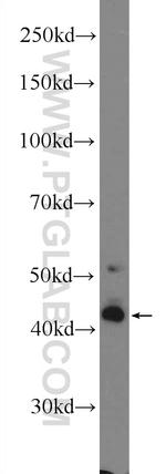 AGER Antibody in Western Blot (WB)