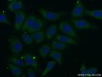 PSG11 Antibody in Immunocytochemistry (ICC/IF)