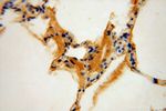 PSG11 Antibody in Immunohistochemistry (Paraffin) (IHC (P))