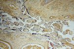 PSG11 Antibody in Immunohistochemistry (Paraffin) (IHC (P))