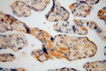 PSG11 Antibody in Immunohistochemistry (Paraffin) (IHC (P))