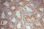 PSG11 Antibody in Immunohistochemistry (Paraffin) (IHC (P))