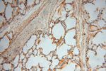 PSG11 Antibody in Immunohistochemistry (Paraffin) (IHC (P))